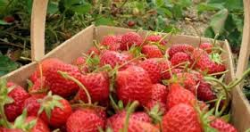 Strawberries growth