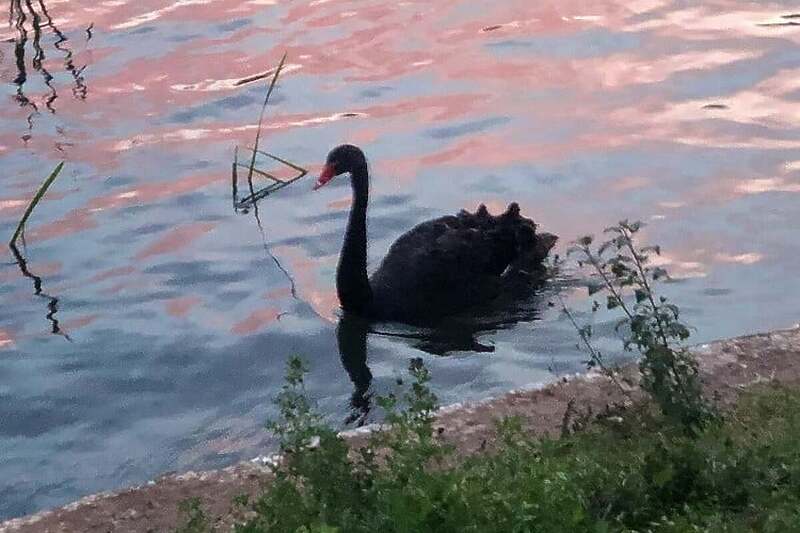 A black Swan was seen in Sarajevo A rare Species of Bird for the