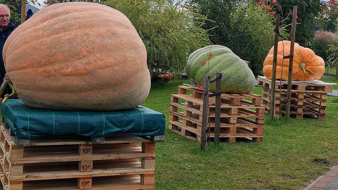 Giant Pumpkin Contest in Poland: Winning Gourd Weighs an