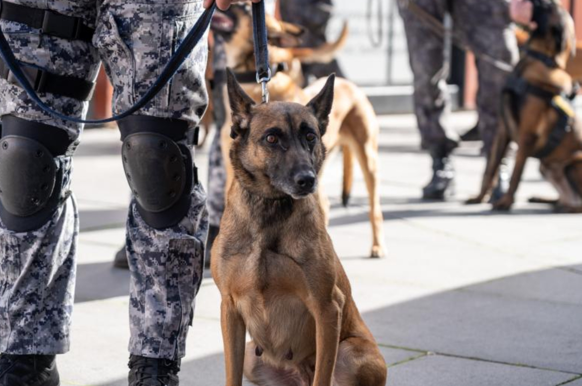 BiH Finally Has Rescue Dogs Certified According To International Standards